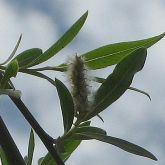 Pencil willow leaf and flower