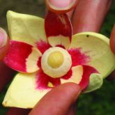 Pond apple flower