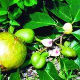 Pond apple fruit