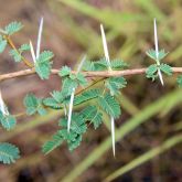 Prickly acacia stem, leaves and spikes