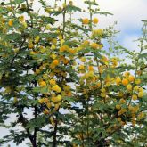 Prickly acacia flowers