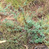 Prickly acacia seedling