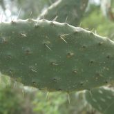 Prickly pear leaf close-up