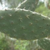 Prickly pear leaf close-up