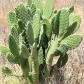 Prickly pear plant form