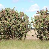 Prickly pear infestation