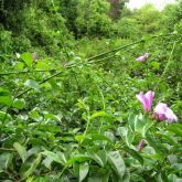 Purple rubber vine infestation