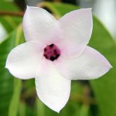 Rubber vine flower close-up