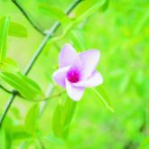 Rubber vine flower