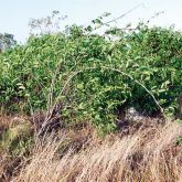 Rubber vine plant