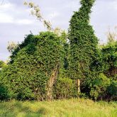 Rubber vine smothering native vegetation