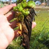 Salvinia plant with roots