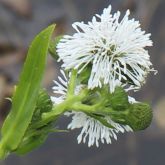 Senegal tea flower close-up