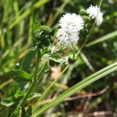 Senegal tea plant flower