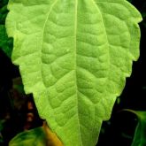 Siam weed leaf