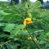 Sicklepod flower close-up