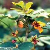 Sicklepod flower