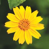 Singapore daisy flower close-up