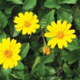 Singapore daisy flowers and leaves