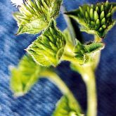 Tobacco weed flower