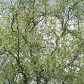 Tortured willow plant form