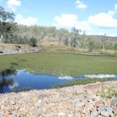 Water hyacinth Smothers Creek