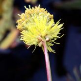 Water mimosa flower