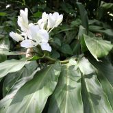 White ginger flowers and leaves