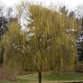 Weeping willow