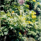 Yellow bells leaves, flowers and pods