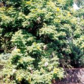 Yellow bells plant