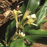 Yellow ginger flowers